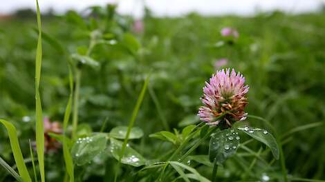 Zomer vraagt om alertheid op kalivoorziening in grasland en grasklaver