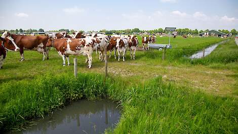 Grondwaterstand van 40 tot 20 cm onder maaiveld beste voor bodemleven
