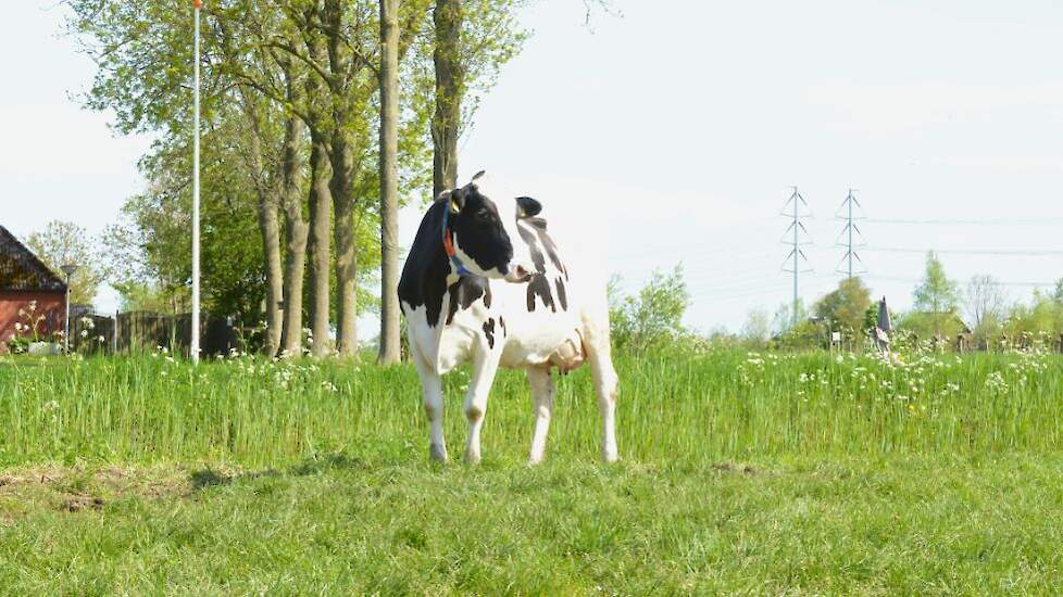 Silverdochter Hillie 291