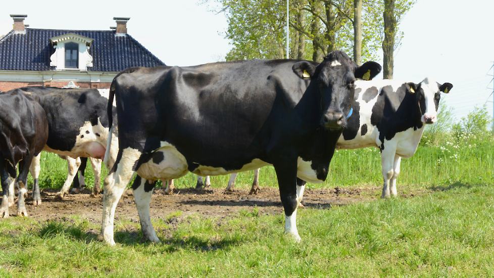 Koeien voor het woonhuis familie Dijkman Den Horn