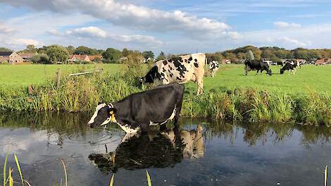 Koeien voeren bij warm weer
