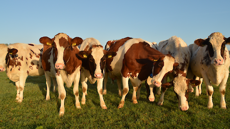 De stille impact van hittestress: meer dan alleen hijgen en productieverliezen