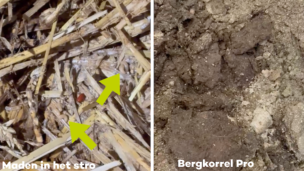 Stro bed met maden en een droog ligbed met bergkorrel pro in kalverhok.