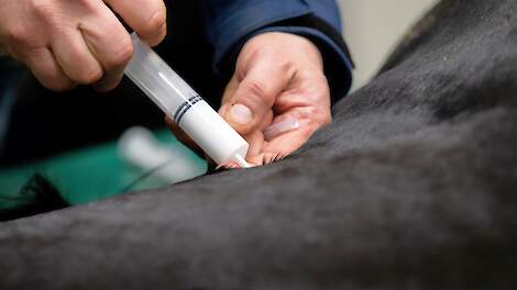 Bestrijdingsprogramma IBR opnieuw vertraagd