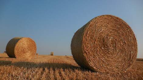 Dubbel voordeel: wintergerst die meer graan én stro oplevert