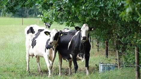 Voor vee zijn voederbomen méér dan alleen voedsel