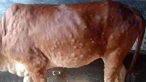 Lumpy Skin Disease in Frankrijk en Italië