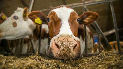 Melkveebedrijven met hoog BEX-voordeel benutten eiwit efficiënt