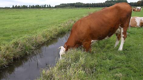 Nitraatconcentratie derogatiebedrijven blijft gemiddeld onder de norm in 2024