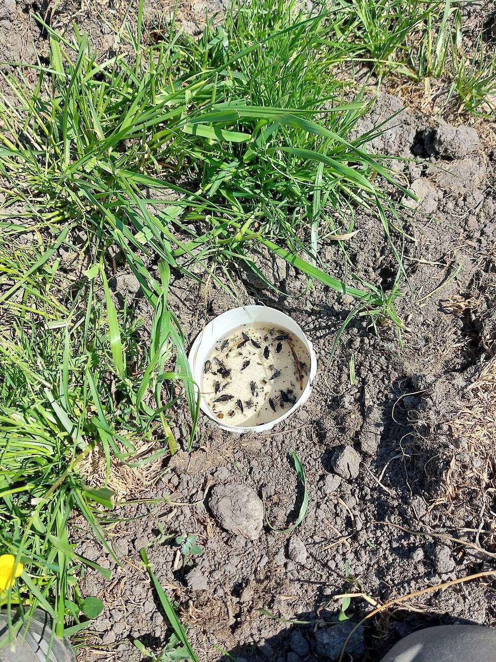Een ingegraven potval (ca 8 cm doorsnede) waarin bodeminsecten gevangen zijn. Dit geeft een indicatie van de aanwezigheid van voedsel voor kievitkuikens.
