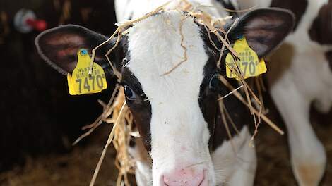 Minister Wiersma weigert vooralsnog de transportleeftijd al voor 2028 te verhogen