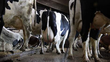 Fosfaatproductie melkveehouderij ligt 1,8 miljoen kilo boven sectorplafond