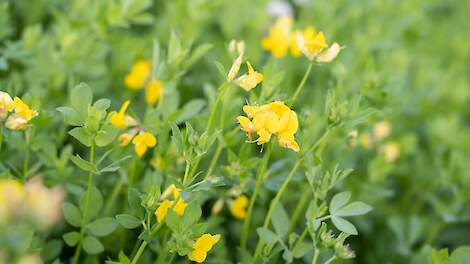 Rol van kruidenmengsels en ultravroege mais voor een weerbare bodem