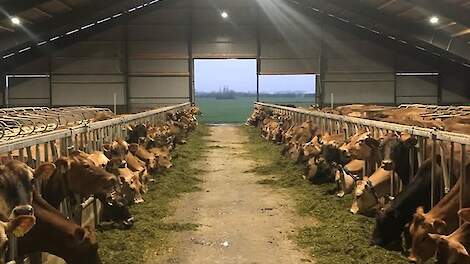 Column: Vakantieverhalen op de boerderij