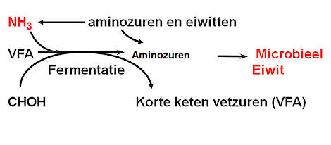 Afbeelding 2. Vorming microbieel eiwit uit ammoniak