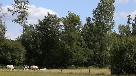Rechter: Natuurgrond telt niet mee als landbouwgrond voor mestnorm