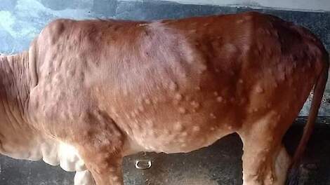 Lumpy Skin Disease breidt uit: al 15 Franse bedrijven besmet
