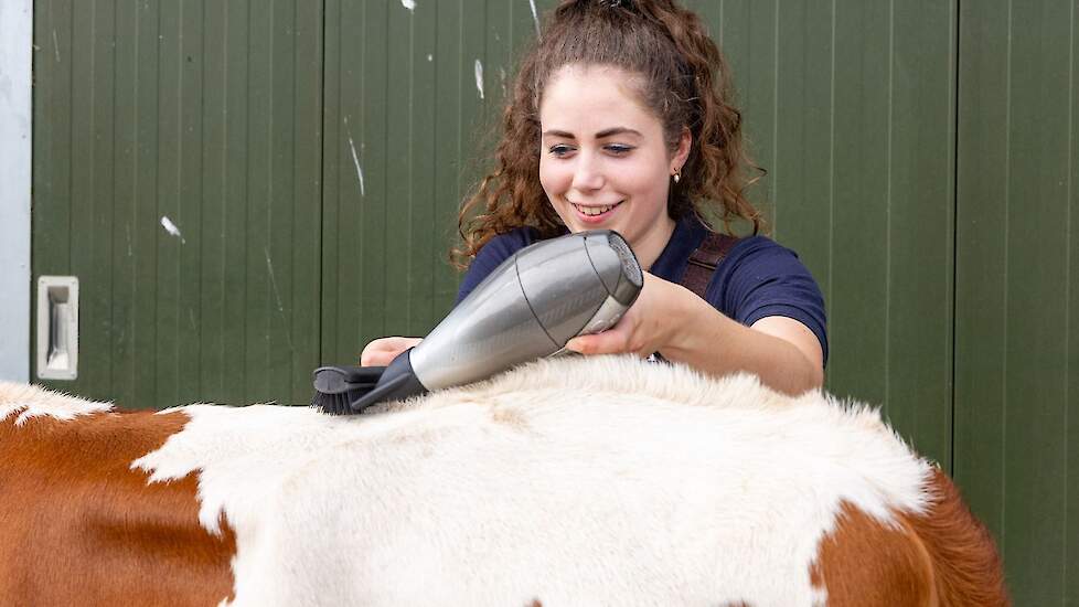 Jade Zonnenberg: „Het vergt nogal wat om een dier klaar te stomen voor een keuring: zij moet leren lopen aan een halster, goed kunnen luisteren enzovoorts. En ik vind het ook leuk dat je, door de dieren te scheren en te wassen, eventuele minpuntjes kunt ‘