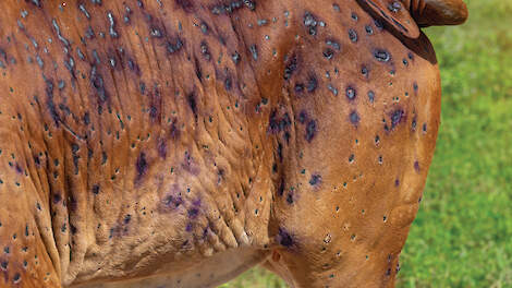Lumpy skin disease breidt zich uit