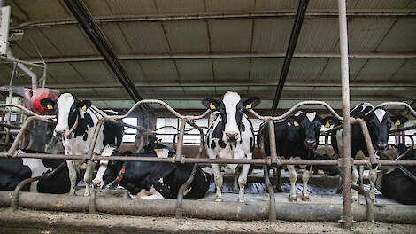 Duurzame, ronde en brede koeien met veel melk