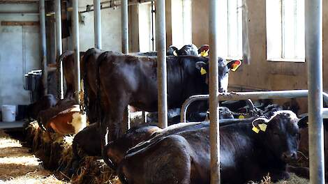 Geen uitzondering voor Wagyu: melkvee- en Wagyu-houder krijgt boete van 43.555 euro