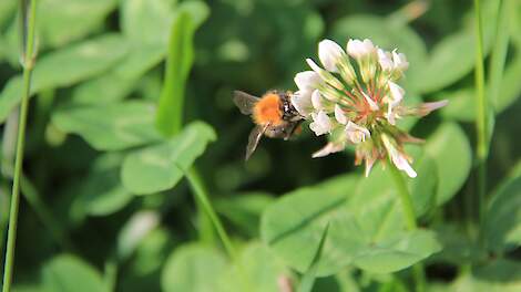 Klaver verhoogt methaanuitstoot bij koe, maar niet per kilo voer