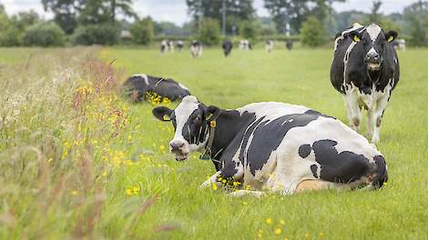 Het blijft weer voor E. coli mastitis!
