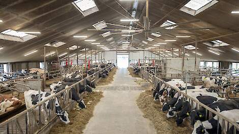 Schep Holsteins: Gezonde koeien, hoge productie en teamwerk als succesformule