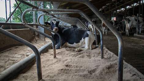 ‘Een goed ligbed voelt als een opgeschud kussen’