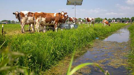 Rabobank: met samenwerking en innovatie kan melkveehouder verder in veenweidegebied