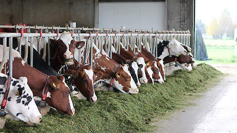 Levende gisten: de beste investering voor een betere vertering