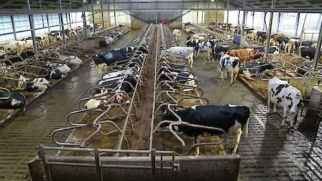 Trendbreuk: ook grote melkveebedrijven krimpen voor het eerst