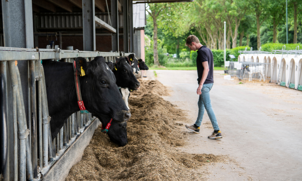 Guus Janssen (37) op zijn melkveebedrijf in het Brabantse Velp