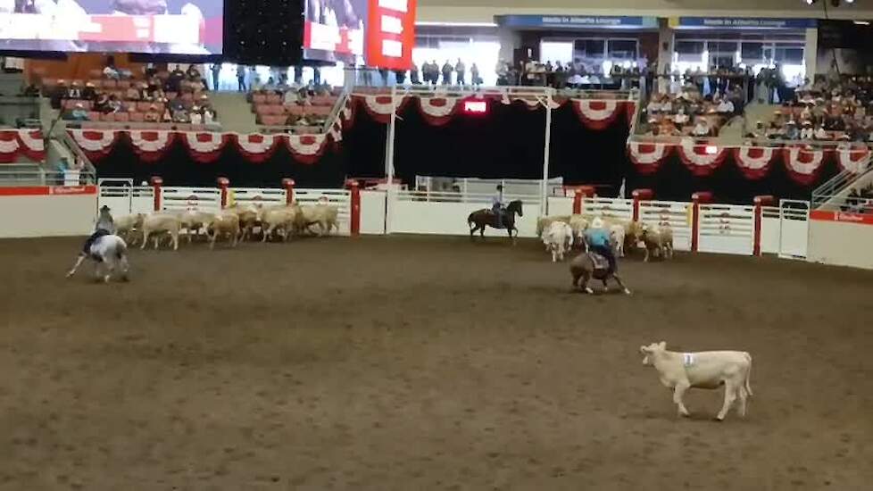 Het 'team cattle penning' is een behendigheidswedstrijd waar cowboys en cowgirls hun kunnen laten zien.