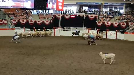 Het 'team cattle penning' is een behendigheidswedstrijd waar cowboys en cowgirls hun kunnen laten zien.