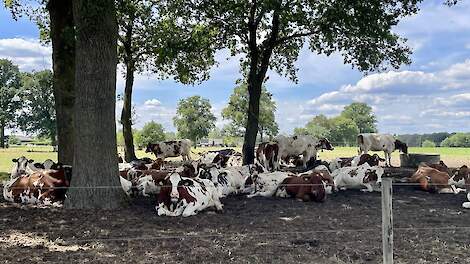 Koe gebruikt pas echt schaduw bij veel zon en weinig wind