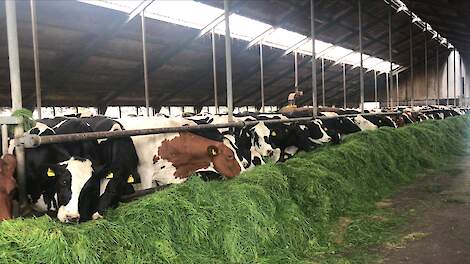 Koeien Borst Heerhugowaard weer vredig op stal na spontane uitbraak