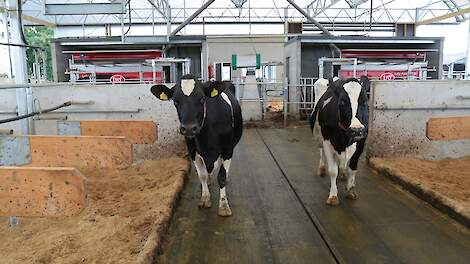 LTO Melkveehouderij: geen dierwaardigere veehouderij zonder werkbare regels