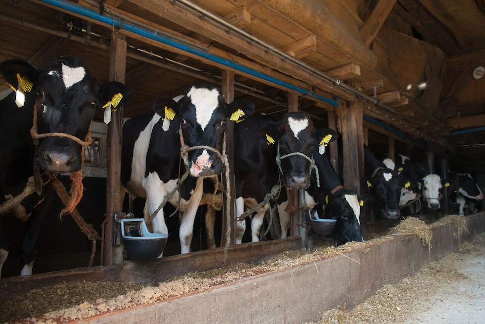Grupstallen bieden volgens de NMV voordelen voor het dierenwelzijn.