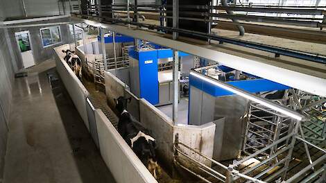 Vooraf trainen loont: vaarzen presteren beter met melkrobot