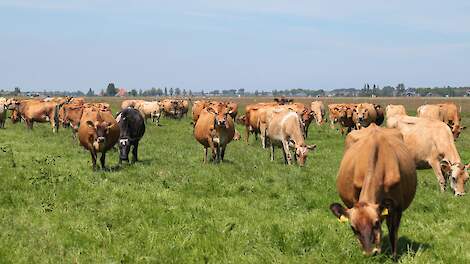 Melkvet is meer dan vet: hoe genetica en weidegang de samenstelling bepalen