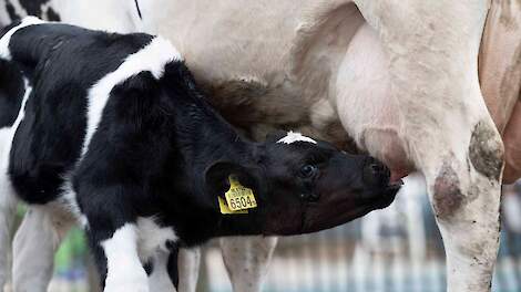 Kalf langer bij de koe: meer groei, nauwelijks extra stress