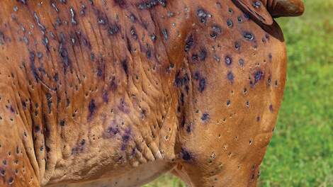 Lumpy Skin Disease breidt verder uit in Frankrijk en Italië