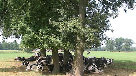Boomwallen kunnen verschil maken tegen hittestress bij melkvee