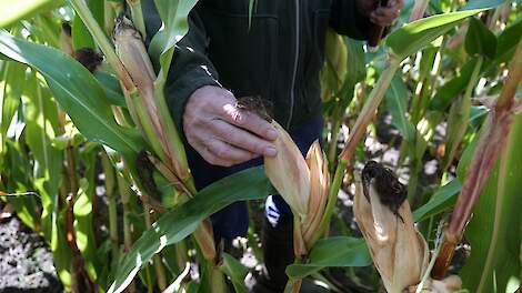 De eerste snijmaïs is bijna oogstrijp