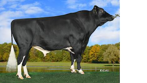 Gladius met 90 kilo eiwit in top NVI