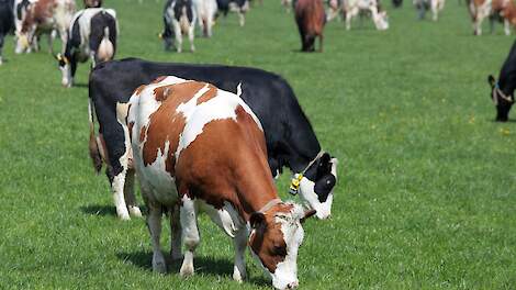 Meer melkkoeien permanent op stal, biologische juist vaker buiten