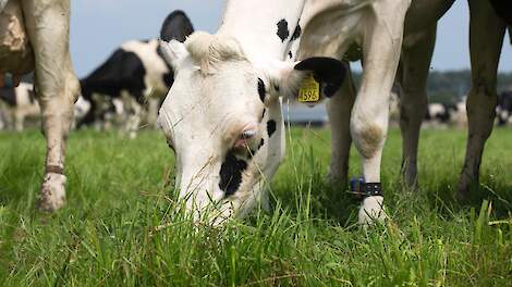 Melkveehouders verlagen ammoniakuitstoot met gemiddeld 15% door déze aanpak