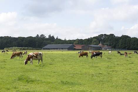 Koeien in de wei bij Netwerkdeelnemer Leendert van Staalduijnen - NPB