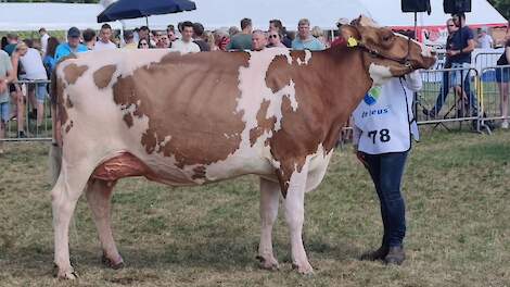 Topniveau op Agrifair in Wierden ondanks ontbreken oudere koeien